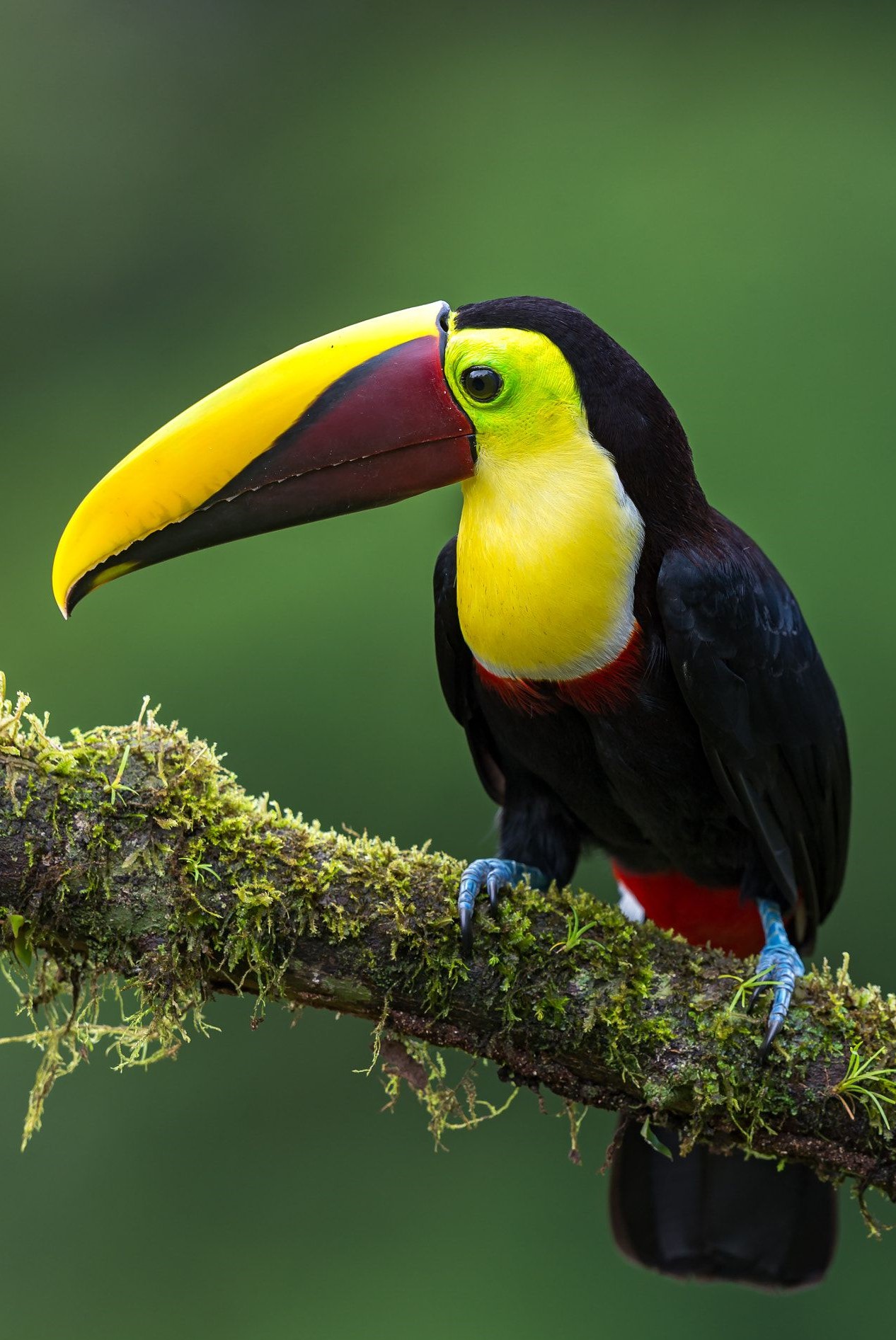 Tucan Bird in Costa Rica