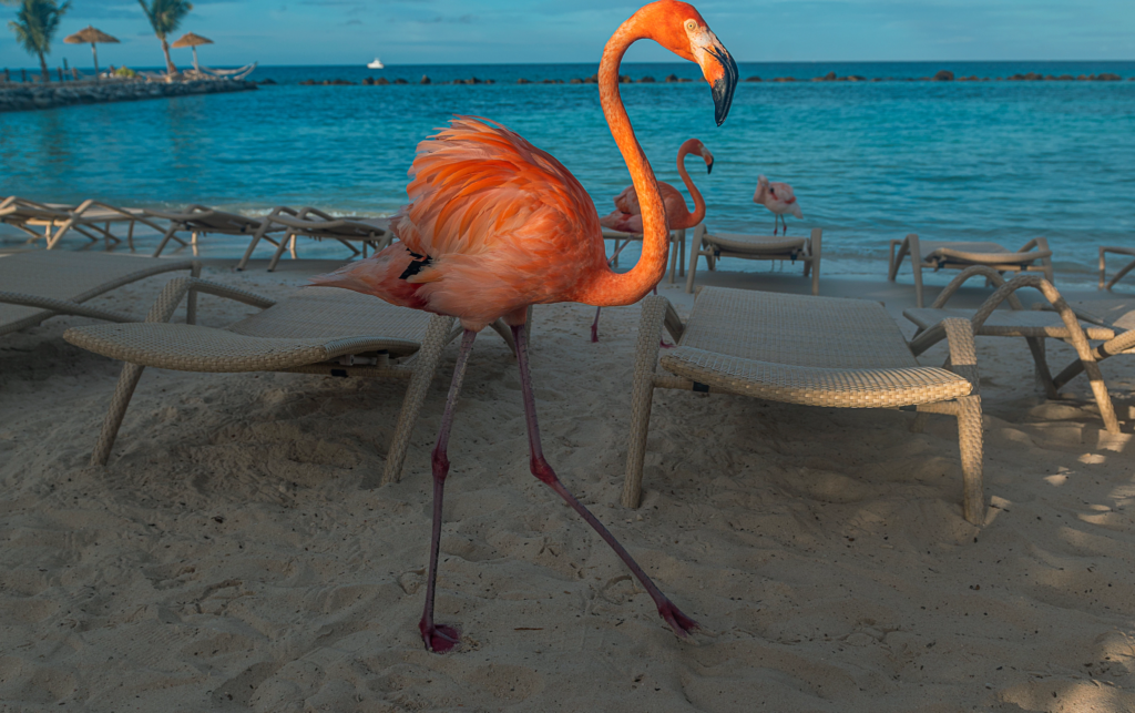 Flamingo walking near lounge chairs in the Flamingo Beach in Aruba