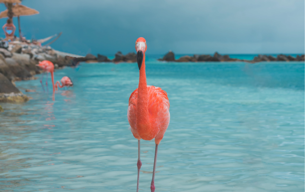 Photo of a Flamingo un Aruba