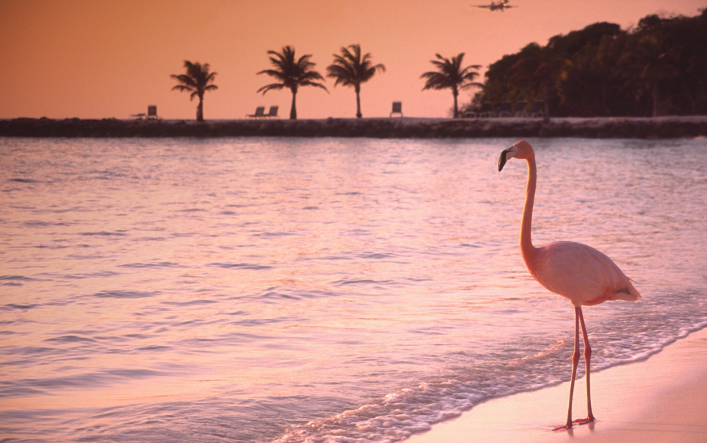 Flamingo on the beach in Aruba