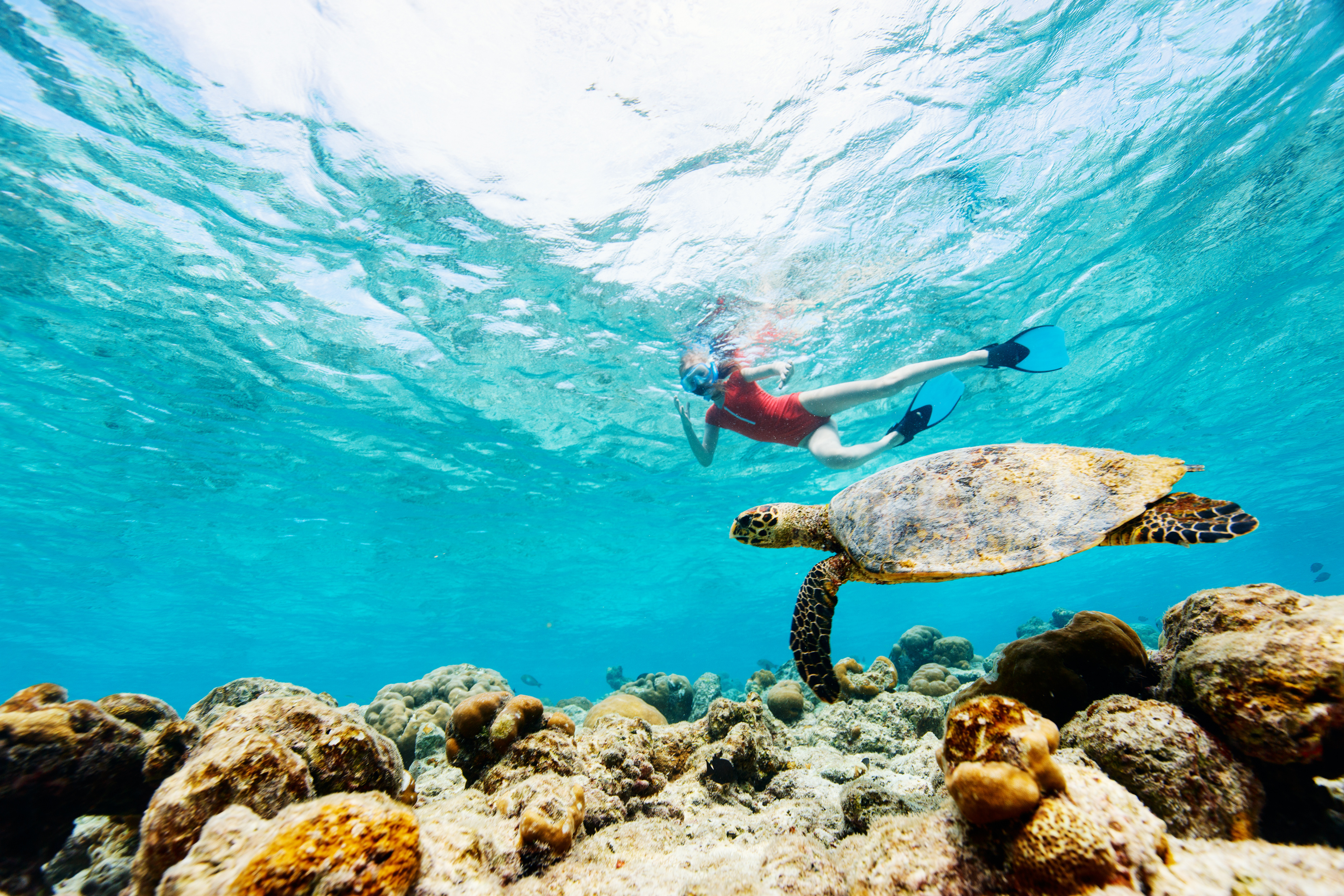 A person snorkeling next to a sea turtle in Hawaii.