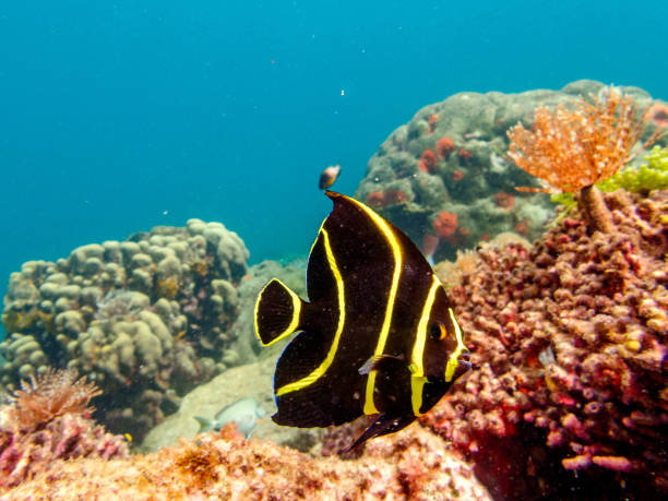 Black and yellow fish swimming in the coral reef of Saint Lucia.