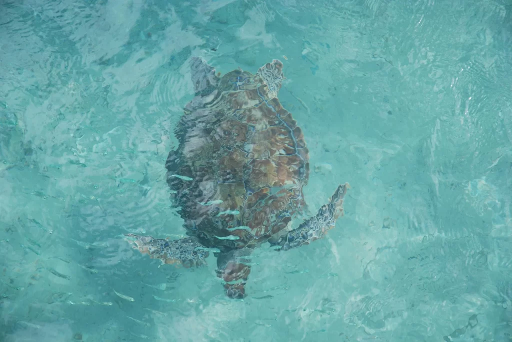 A sea turtle swimming in the sea of Curaçao.