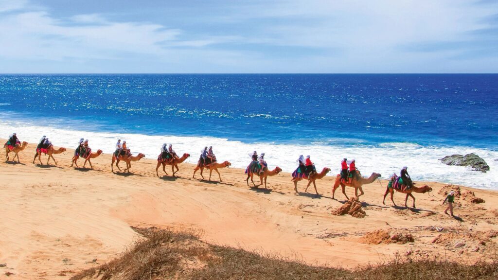 Camel ride among cacti in Los Cabos, Mexico.