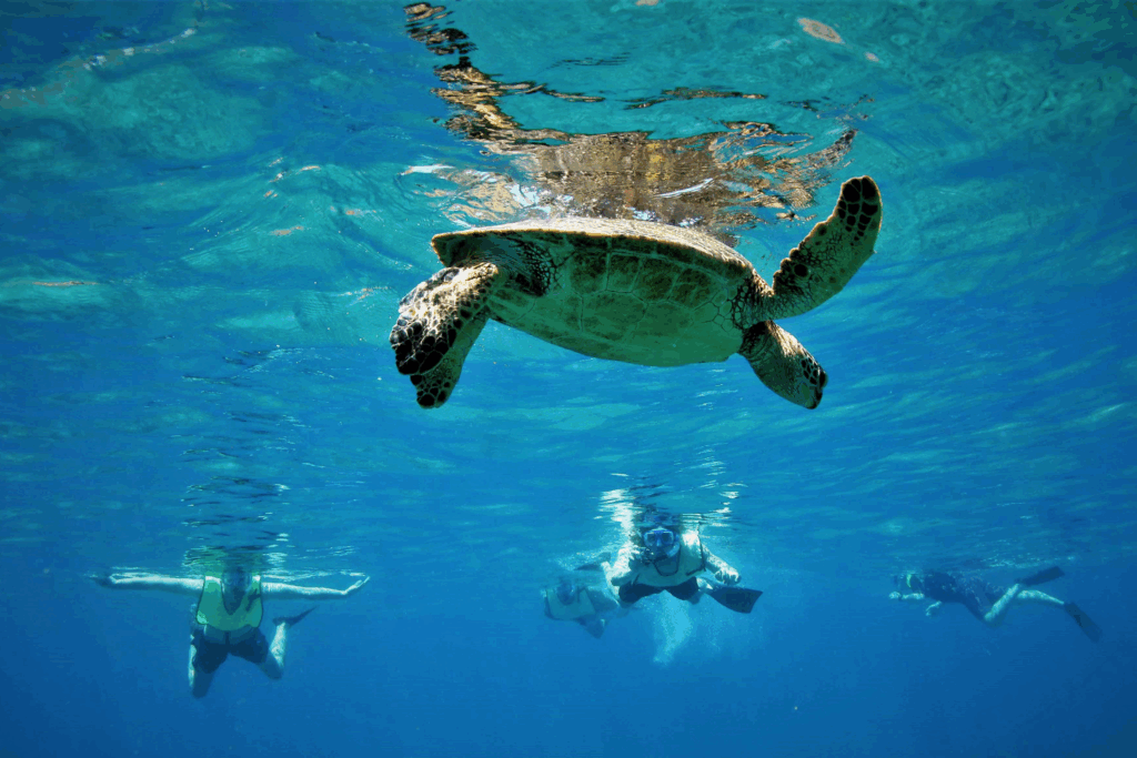 A green sea turtle swimming in the marine life of Hawaii.