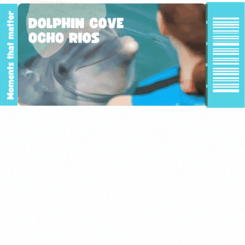 People swimming with dolphins in Ocho Rios