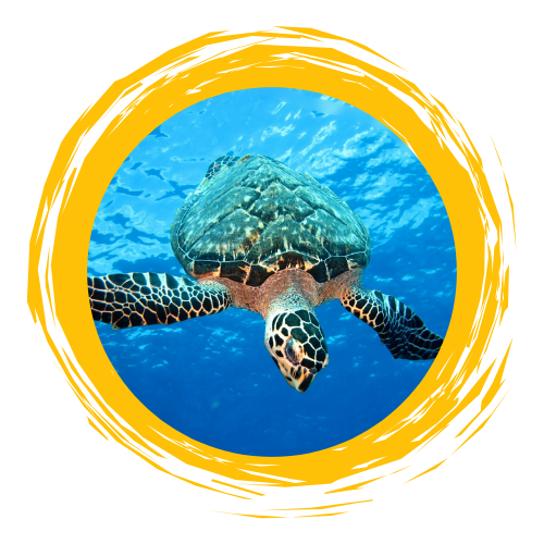 Turtle swimming in its natural habitat