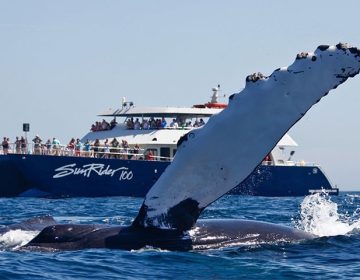 AMS-Whale-Watching-Blog-Banner-a-18-Ene-2024