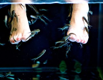 Doctor Fish spa pedicure