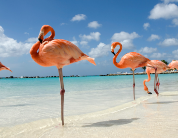 Group of flamingos in Flamingo Beach, Aruba