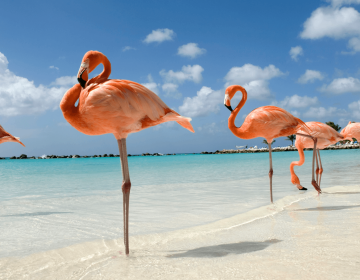 Group of flamingos in Flamingo Beach, Aruba