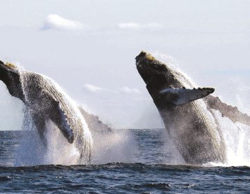 Whale Watching in Puerto Vallarta