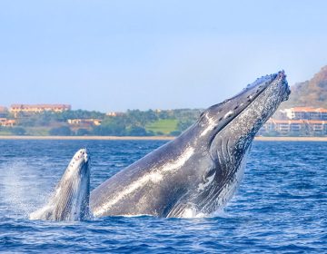 cabo-whale-watching-season-mom-calf