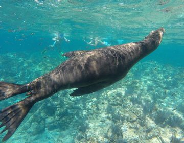 espiritu santo island sea lions