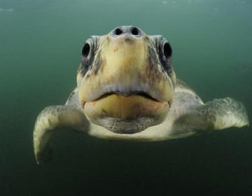 sea-turtle-wwf