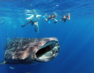 swim with whale sharks in cancun